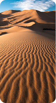 Desert Safari