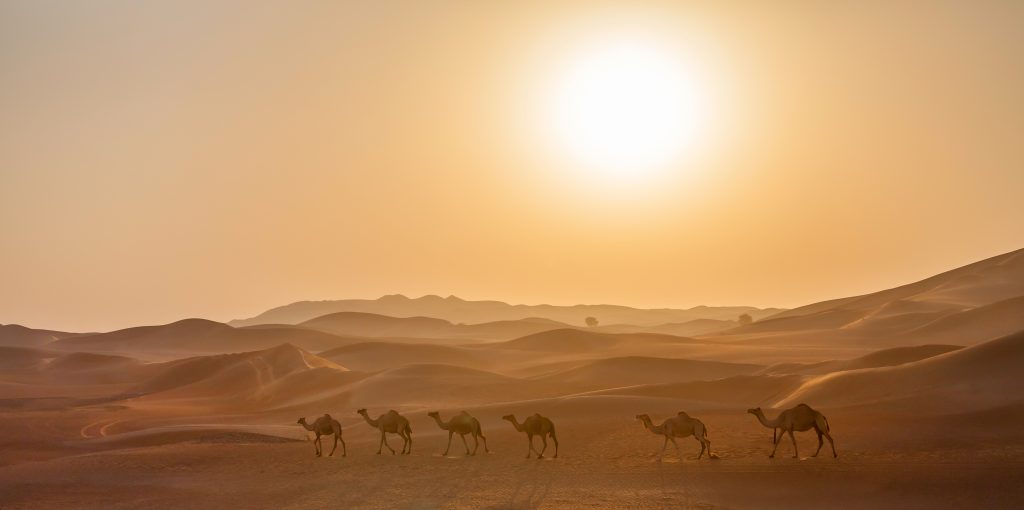 Sunrise Desert Safari